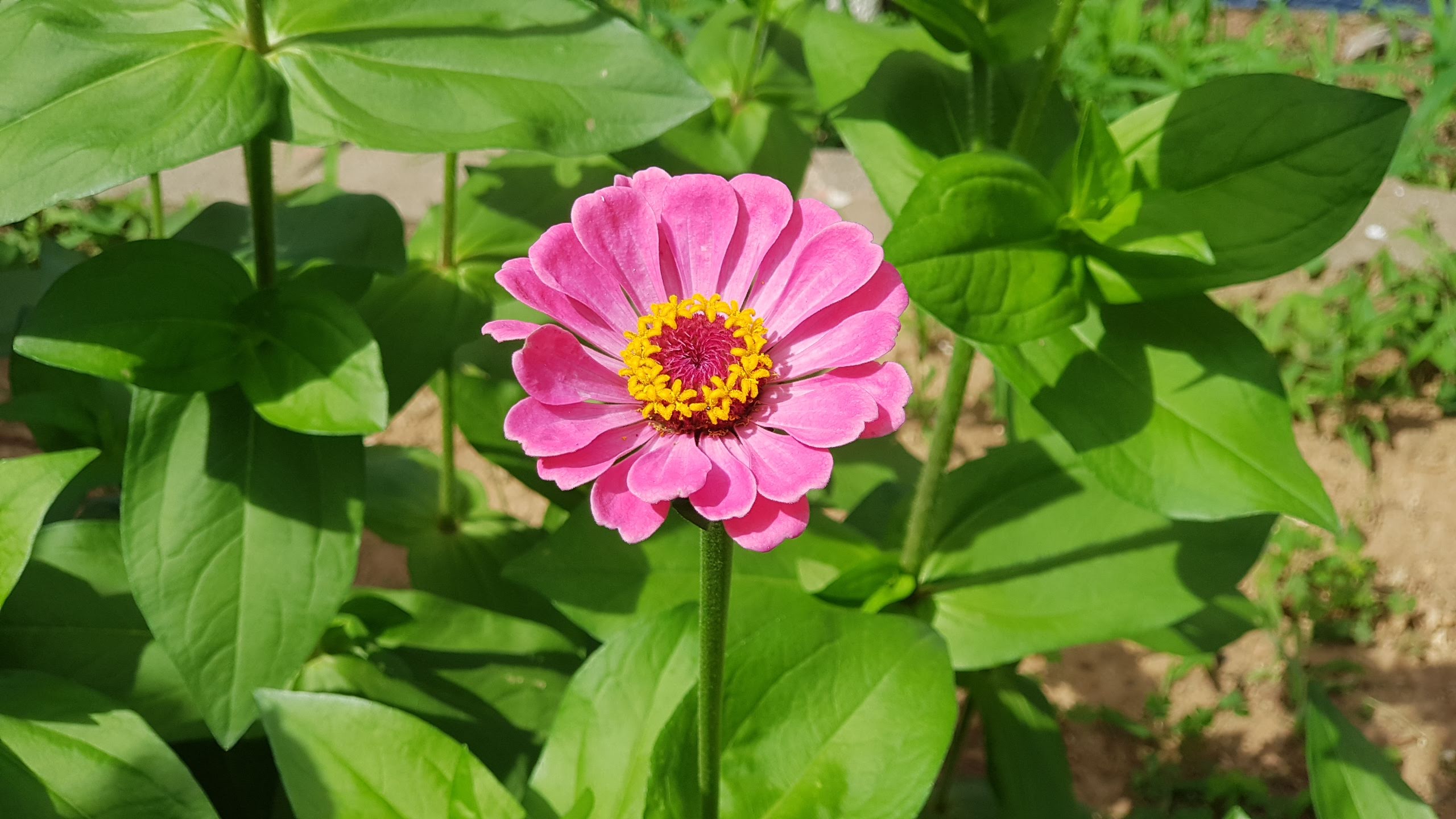 백일홍 원추리(21-06-17)