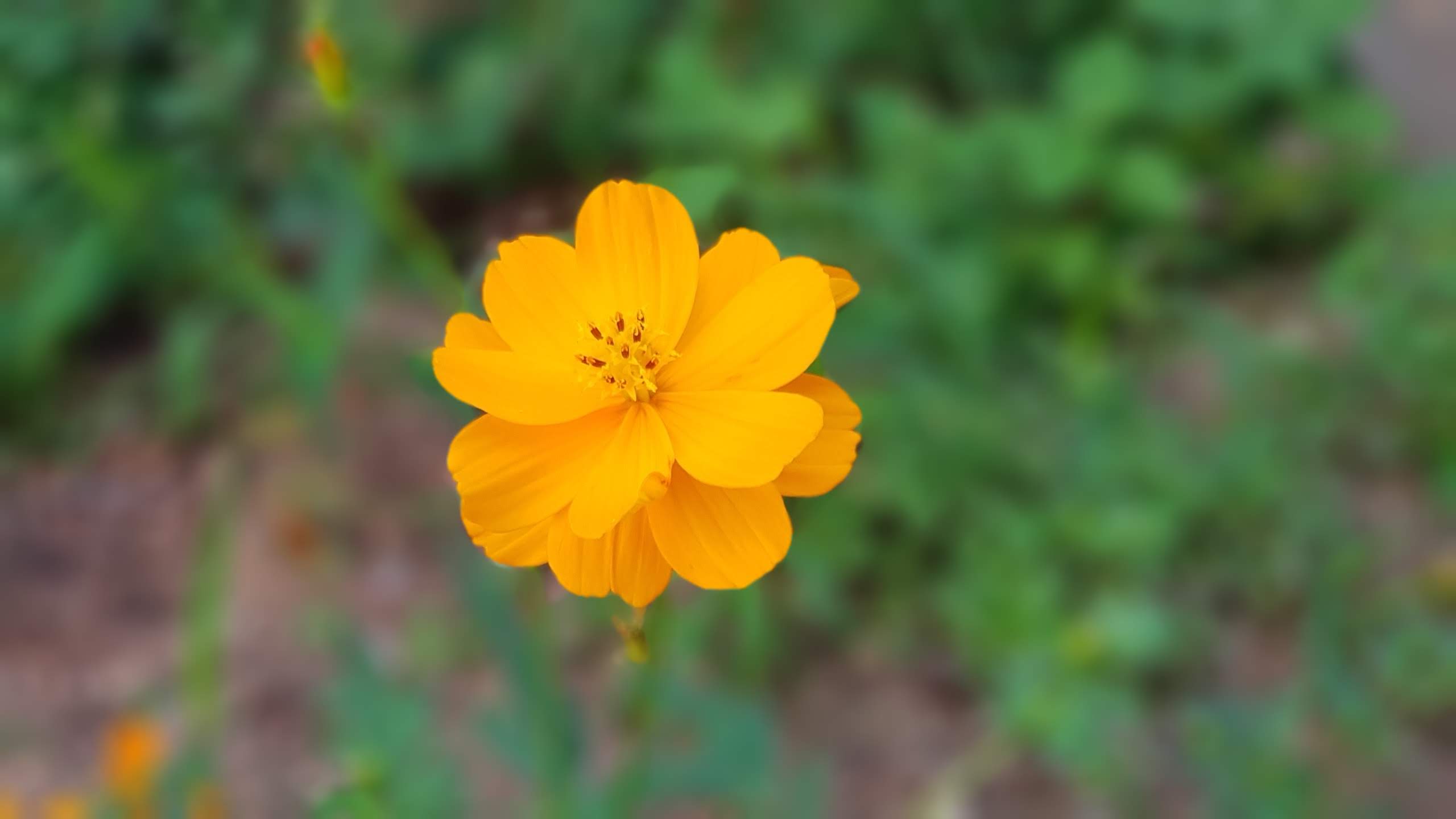 황화코스모스 백일홍 무궁화