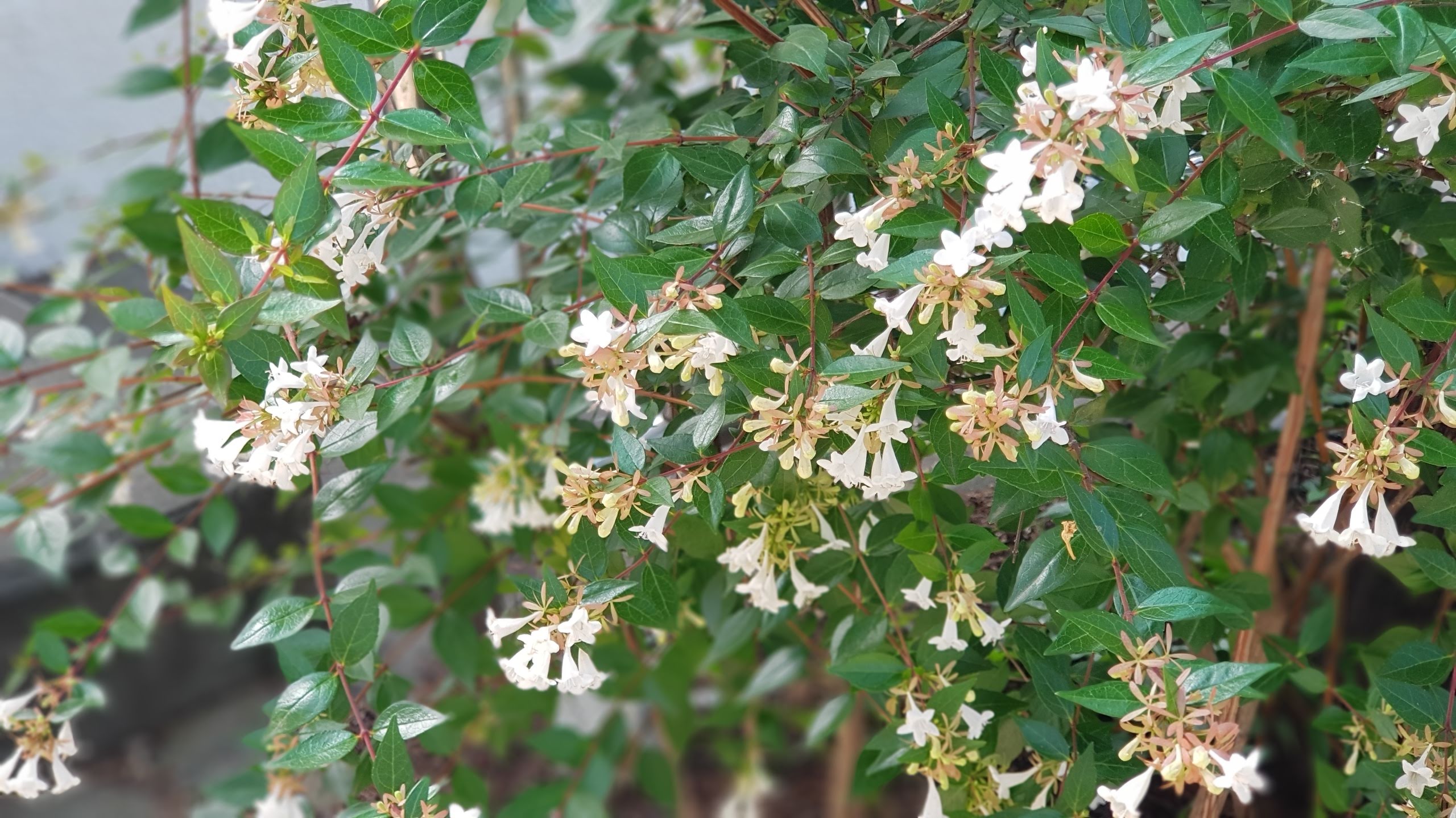 흰말채나무 란타나 초화화 베고니아