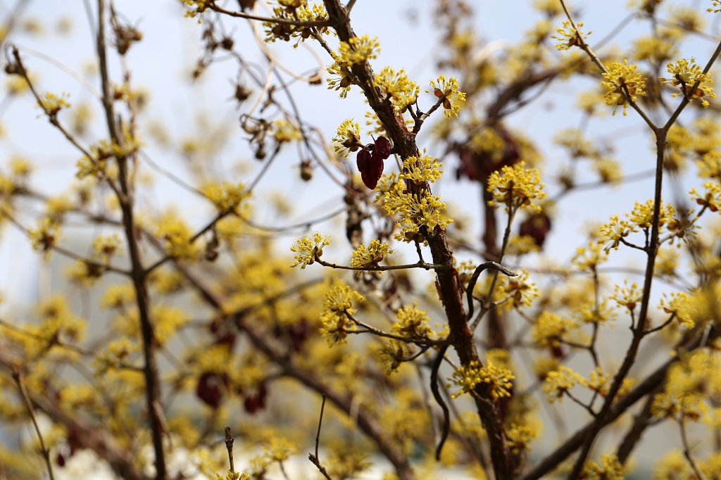 2022년 북초의 야생화(3월~5월)